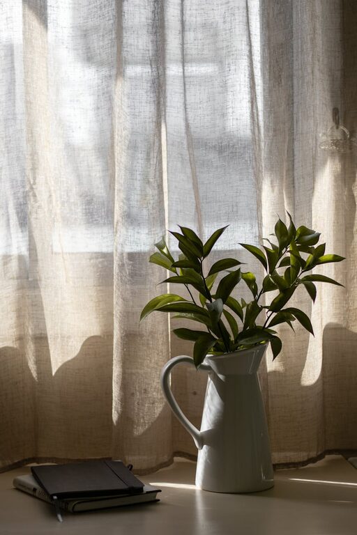 How to Refresh Your Home with Plants: A Beginner’s Guide